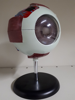 Oversized replica of eye showing internal and external aspects