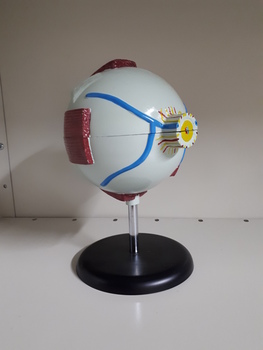 Oversized replica of eye showing internal and external aspects