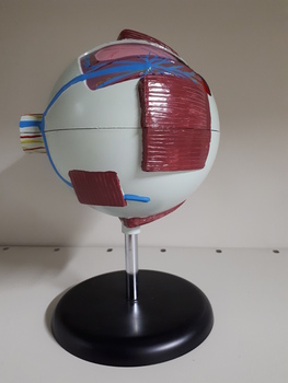 Oversized replica of eye showing internal and external aspects