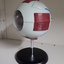 Oversized replica of eye showing internal and external aspects