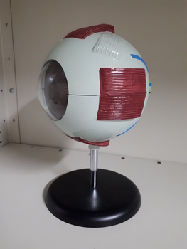 Oversized replica of eye showing internal and external aspects