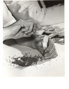 Worker packaging seeds with another beside