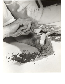Worker packaging seeds with another beside