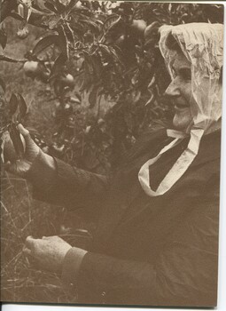 Elderly woman in a rain coat and rain bonnet touches the leaves of a pear tree