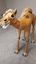 Papier mache sculpture of a camel