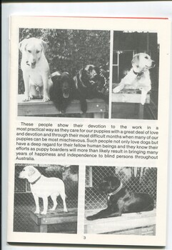 Four images of Labradors sitting or standing