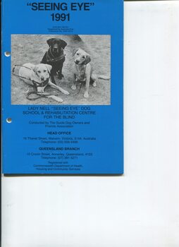 Three seated Labradors looking at the camera