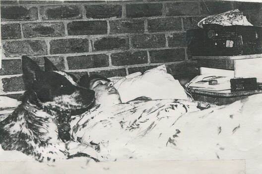 Barry Farnsworth with an Australian cattle dog on his bed