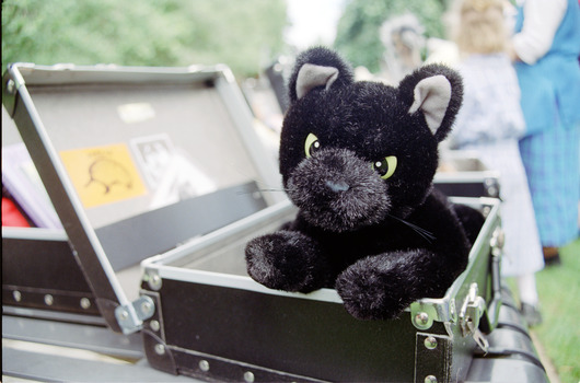 Black soft cat inside Feelix kit