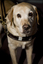Kevin Murfitt's assistive dog at the event