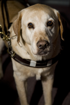 Kevin Murfitt's assistive dog at the event