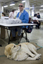 Man packaging items at a bench whilst his dog is lying on a pet bed