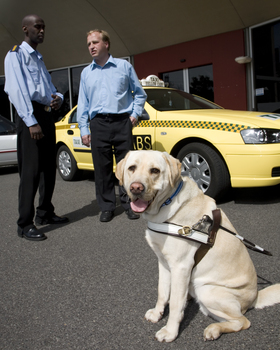 Taxi driver with Jamie Kelly and guide dog