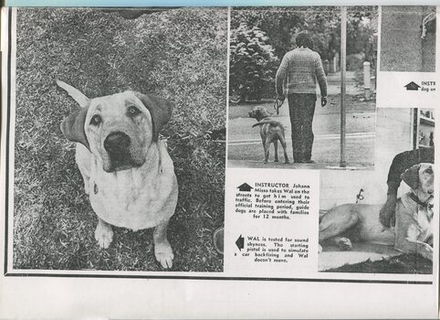 Newspaper cutting about blindness related activities or people