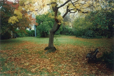 Lawn area with medium sized tree in the centre and two parks benches some distance either side