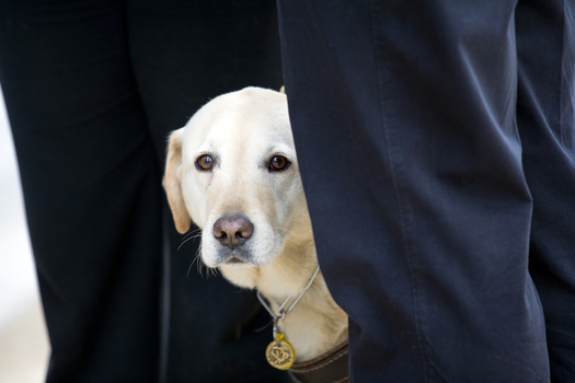 Carols launch: a blonde SEDA dog peers out through a pairs of legs