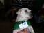 Murphy the Dog at the brand launch