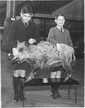 Two schoolboys touch a stuffed boar