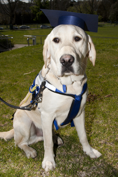 SEDA dog Davo with graduate cap