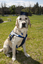 SEDA dog Davo with graduate cap