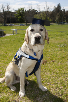 SEDA dog Davo with graduate cap