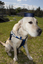 SEDA dog Davo with graduate cap