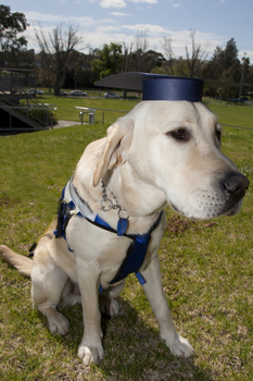 SEDA dog Davo with graduate cap