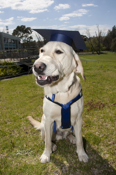 SEDA dog Davo with graduate cap