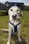 SEDA dog Davo with graduate cap