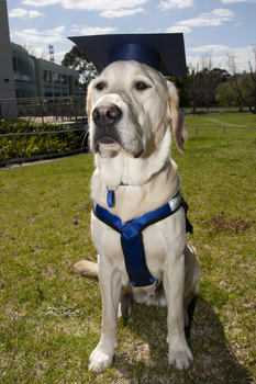 SEDA dog Davo with graduate cap