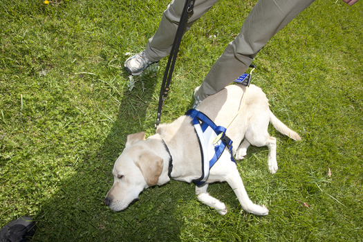 SEDA graduate Davo taking a break on the grass