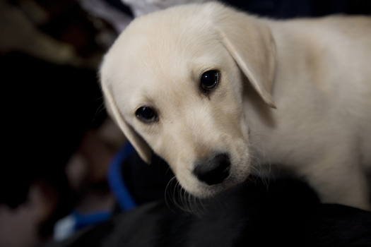 Seeing Eye Dog puppy looks at camera