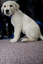 Seeing Eye Dog puppy looks at camera