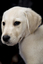 Seeing Eye Dog puppy looks at camera