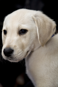 Seeing Eye Dog puppy looks at camera