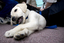 Seeing Eye Dog puppy looks at camera