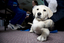 Seeing Eye Dog puppy looks at camera