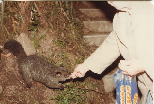 Night walk to Steavenson Falls to feed possums