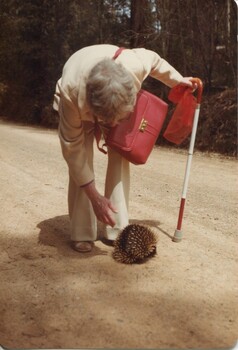 Woman bending over to feel the prickles of a passing echidna