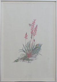 Print, 'Native Flowers and Butterfly' by Jenny Nolan, 1977