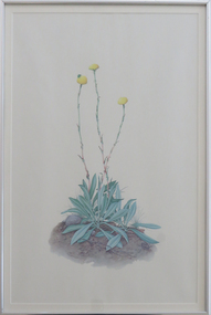 Print, Native flowers and beetle, 1977