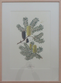Printmaking - Lithograph, 'Banksia Marginata' by Celia Rosser, 1983