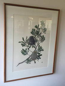 work on paper - Artwork, Celia Rosser, 'Banksia Ornata' by Celia Rosser, 1974