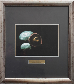 Photograph, Steinfort, Jessie, 'Mushrooms' by Jessie Steinfort, 1998