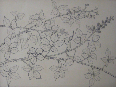 Ink on paper, 'Blackberry' by Albert E. Williams