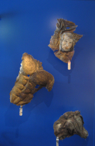 Fibreglass, Lucas, Sam, 'Torso' by Sam Lucas