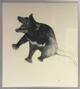 Artwork - Drawing, Moynihan, D, Tasmanian Devil (Sarcophilus Harris) by D. Moynihan, 1973