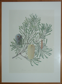 Artwork - photolithograph, Celia Rosser, Banksia media (Southern Plains Banksia) by Celia Rosser, 1987