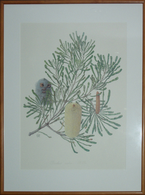 Work on paper - Artwork - photolithograph, Celia Rosser, Banksia media (Southern Plains Banksia) by Celia Rosser, 1987, 1987