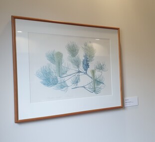 work on paper - Artwork - printmaking, Celia Rosser, Banksia tricuspis by Celia Rosser, 1975